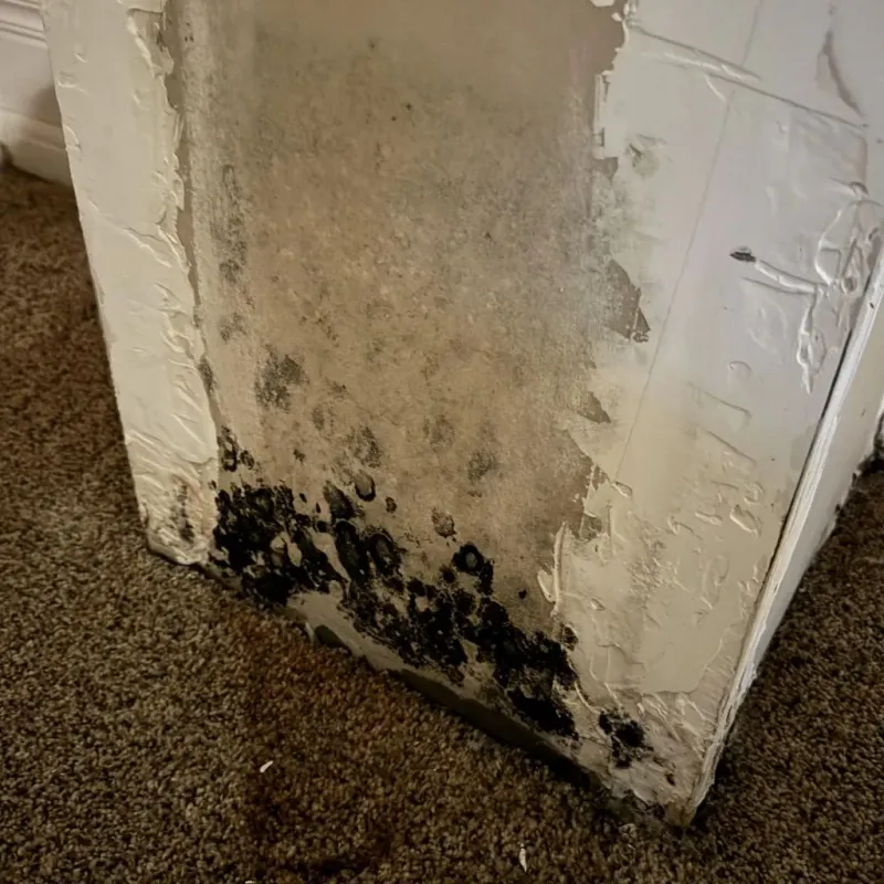 Professional Mold Removal in Dawson, GA